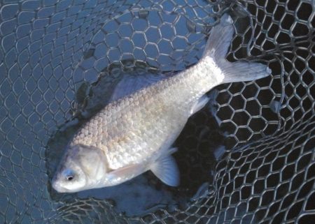 大安トラウトレイク 釣果